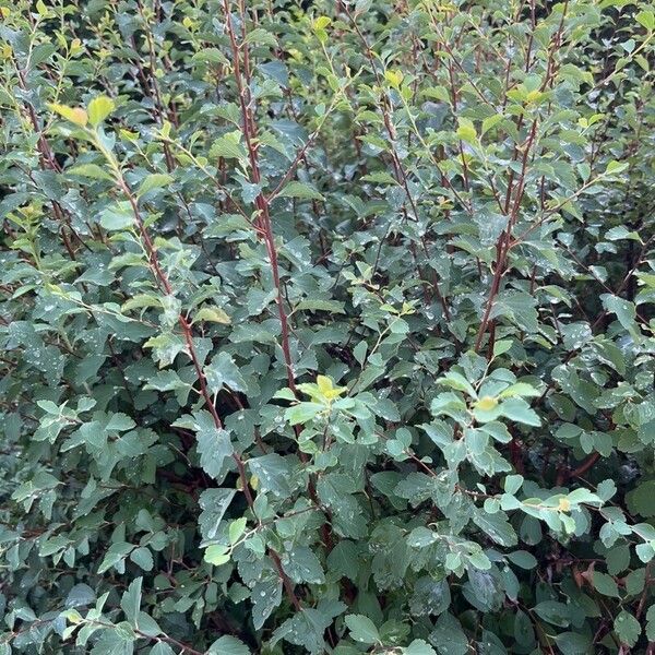 Spiraea trilobata Leaf