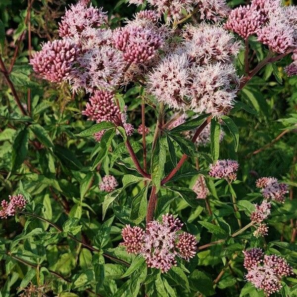 Eupatorium cannabinum Агульны выгляд