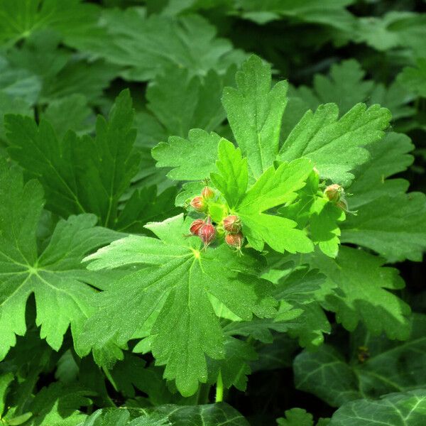 Geranium macrorrhizum 花