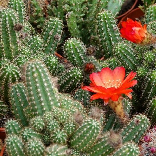 Echinopsis chamaecereus Leaf