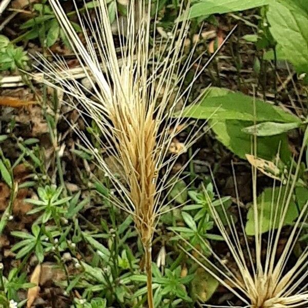 Hordeum marinum Hedelmä