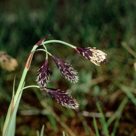 Carex atrofusca Frukto