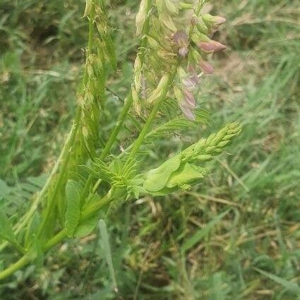 Astragalus atropilosulus Квітка