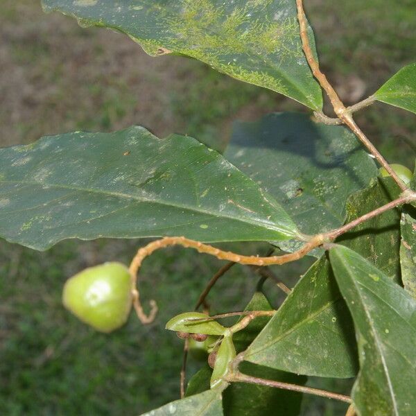 Rinorea hummelii Fruit