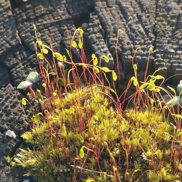 Saxifraga bryoides Floare