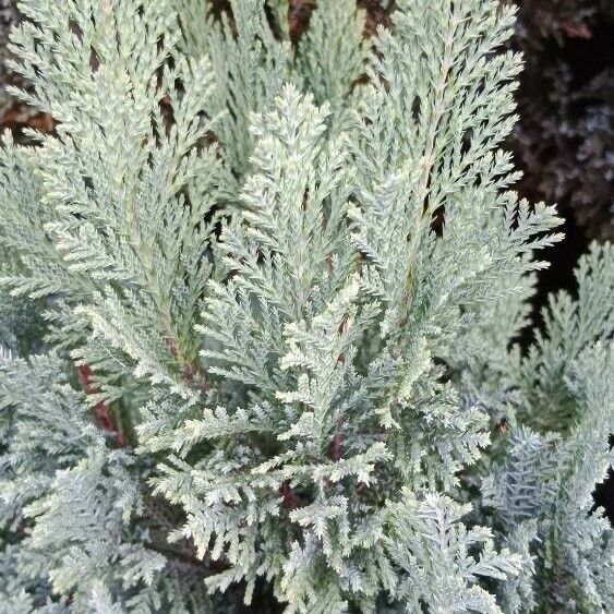 Chamaecyparis lawsoniana Leaf