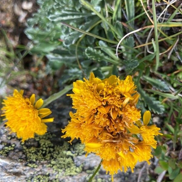 Jacobaea incana Flower