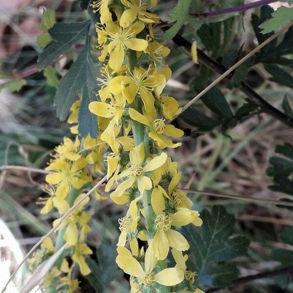 Agrimonia eupatoria Flower