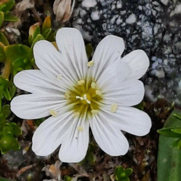 Cerastium alpinum 花