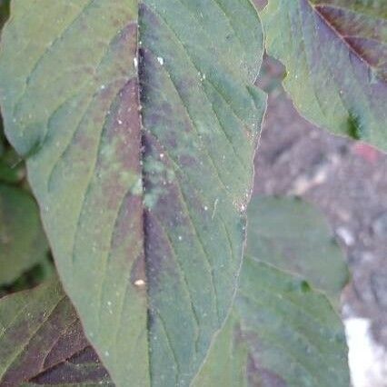 Amaranthus spinosus 叶