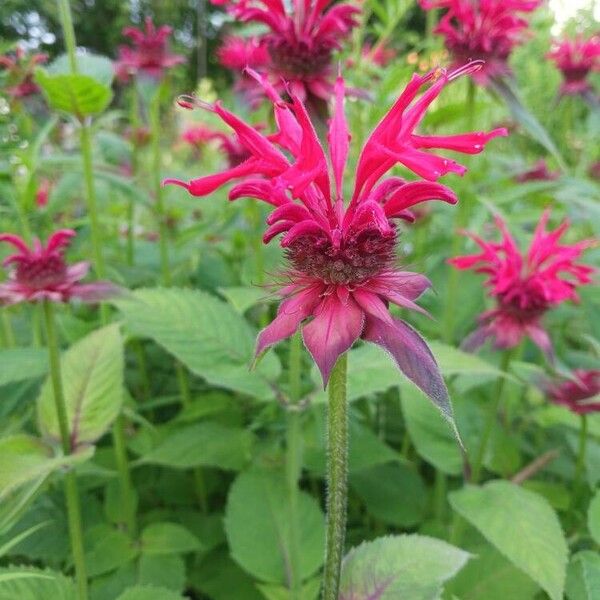 Monarda didyma Flower