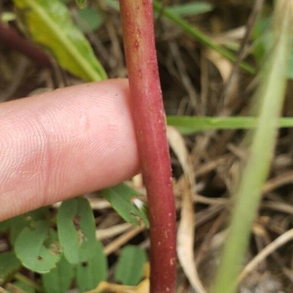 Oenothera triloba Bark