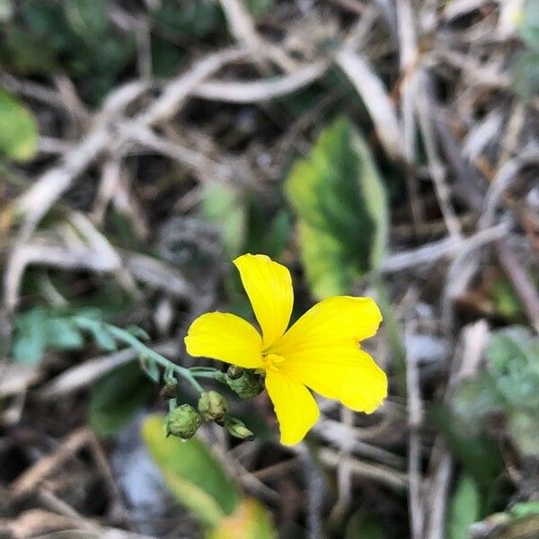 Linum maritimum Květ