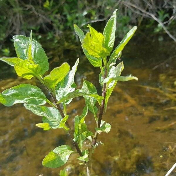 Potamogeton lucens Liść