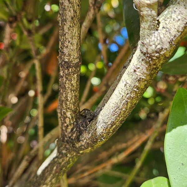 Skimmia japonica Bark