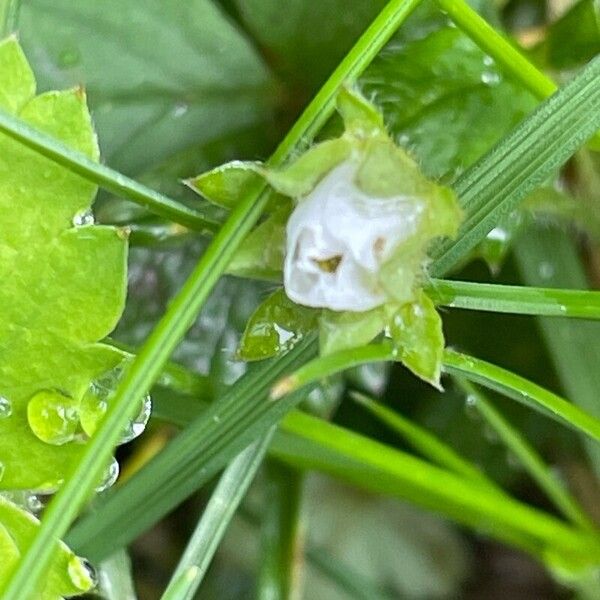 Potentilla sterilis ശീലം