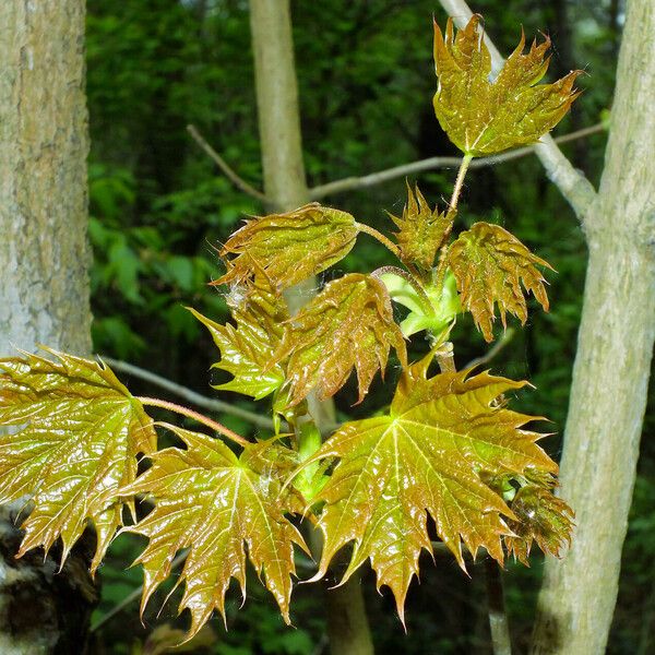 Acer pictum Blad