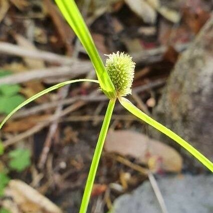 Cyperus brevifolius Leaf