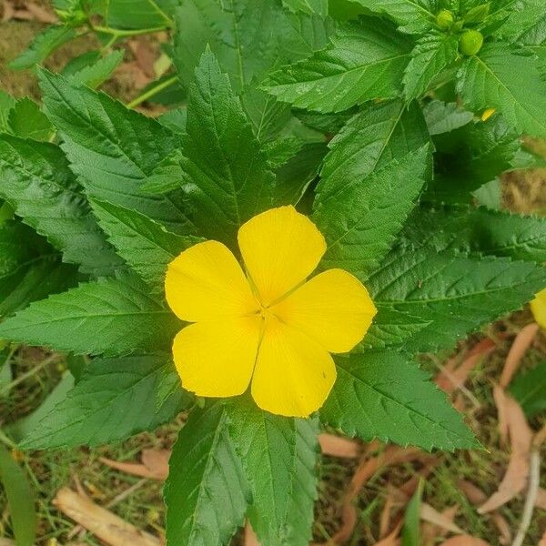 Turnera ulmifolia Blüte