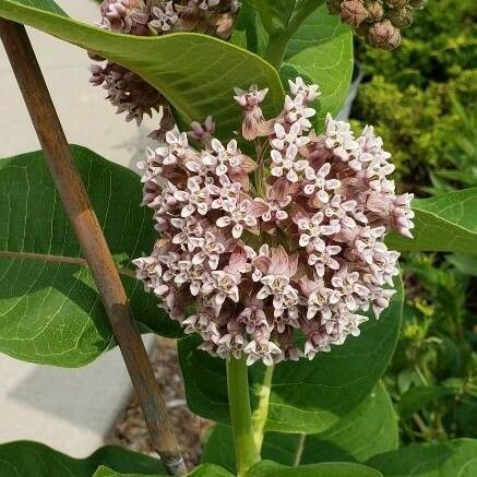 Asclepias variegata Цветок