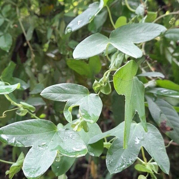 Passiflora tenuifila Levél