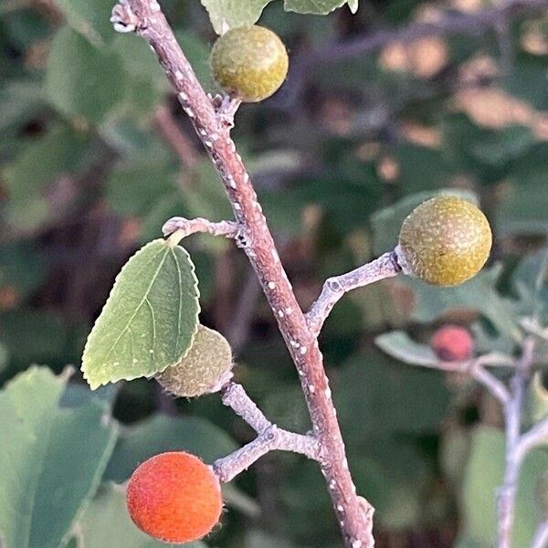 Grewia bicolor 果実