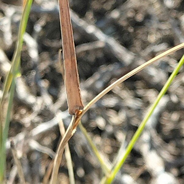 Cenchrus ciliaris Leaf