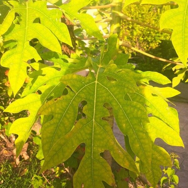 Carica papaya Blatt