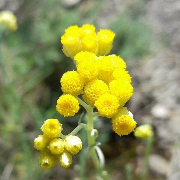 Helichrysum stoechas Цветок