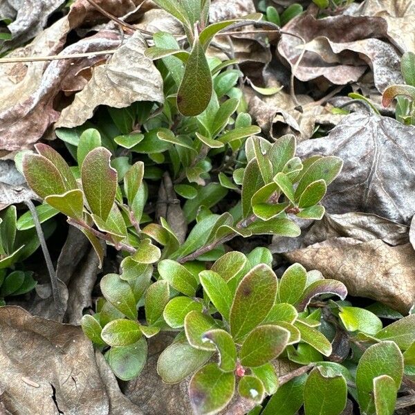 Arctostaphylos uva-ursi Folha