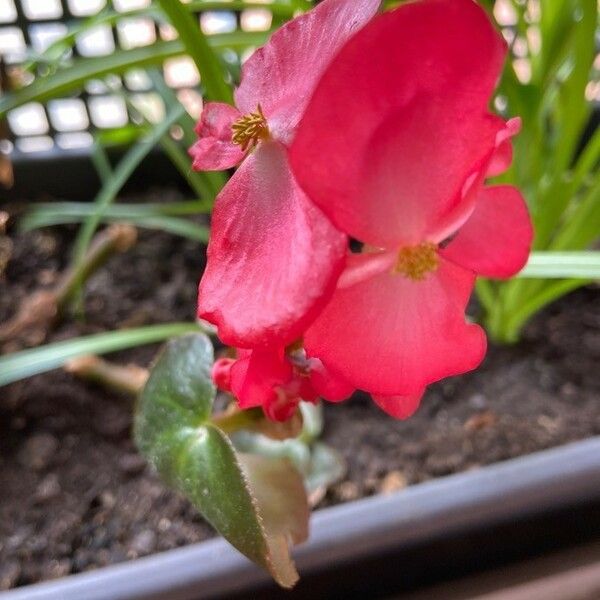 Begonia spp. Blomma