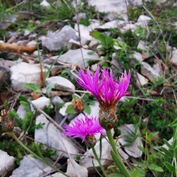 Centaurea napifolia Blomst