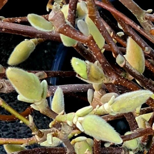 Magnolia denudata Bark