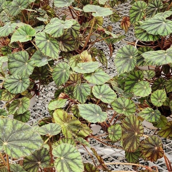 Begonia bowerae Blad