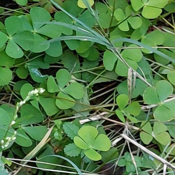 Marsilea quadrifolia पत्ता