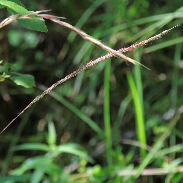 Elymus violaceus Habit