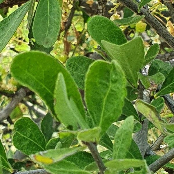 Gymnosporia putterlickioides Leaf