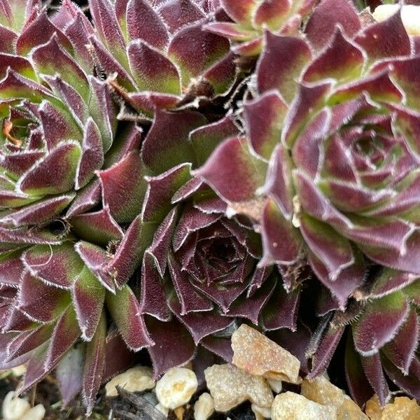 Sempervivum tectorum Folla