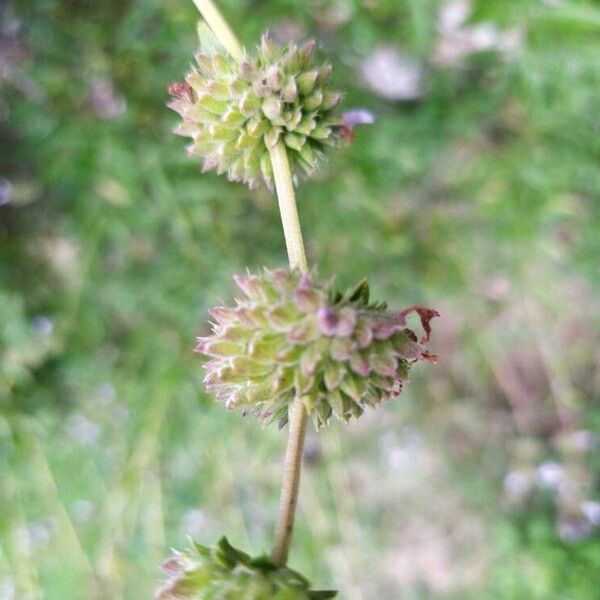 Salvia mellifera Fruit