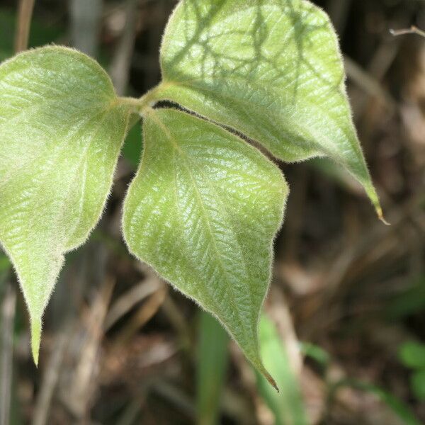 Dioscorea dregeana Leaf
