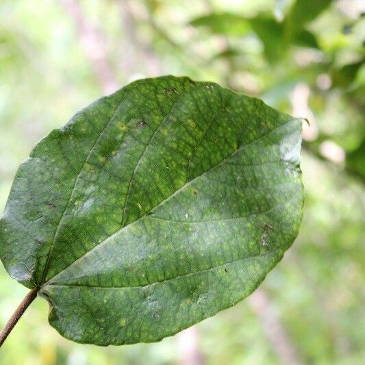 Ficus mauritiana Foglia