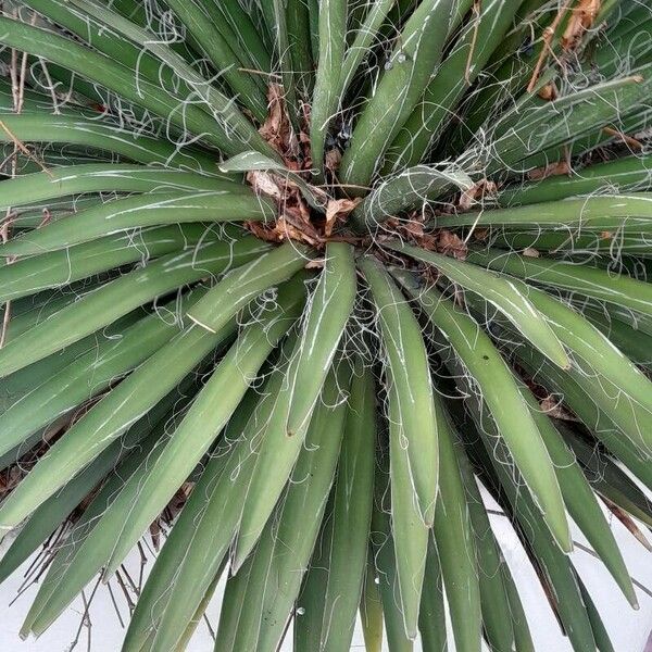 Agave filifera Feuille