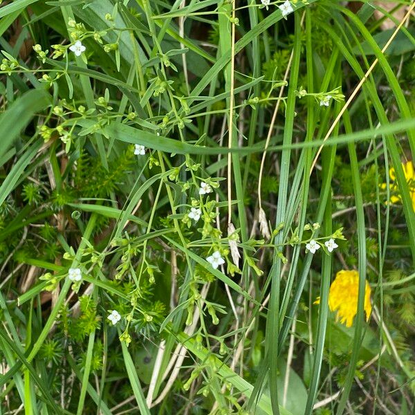 Thesium pyrenaicum Plante entière