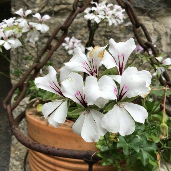 Pelargonium peltatum 花