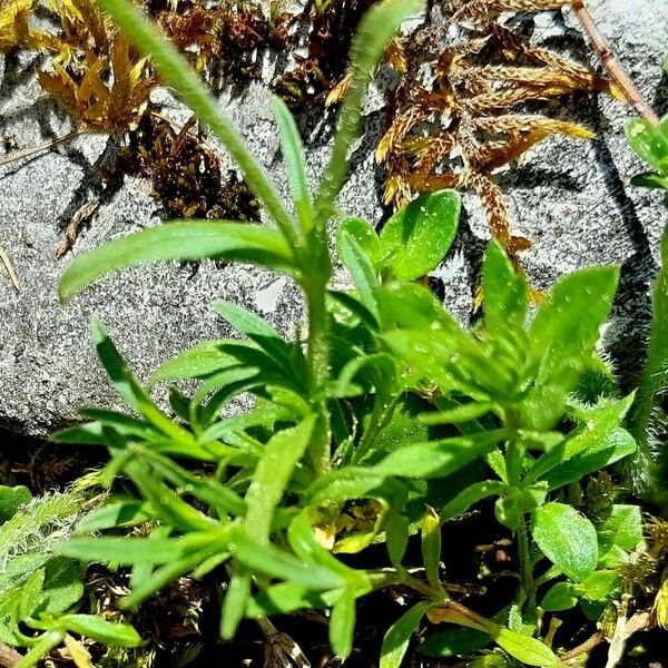 Cerastium alpinum List