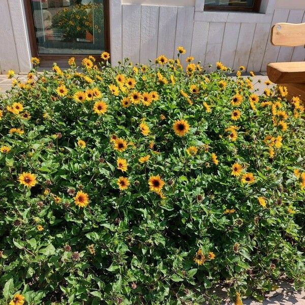 Helianthus debilis Flower