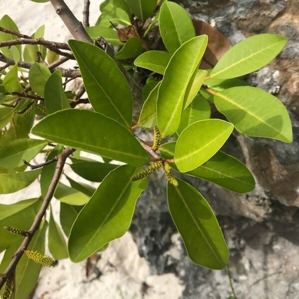 Excoecaria agallocha Leaf