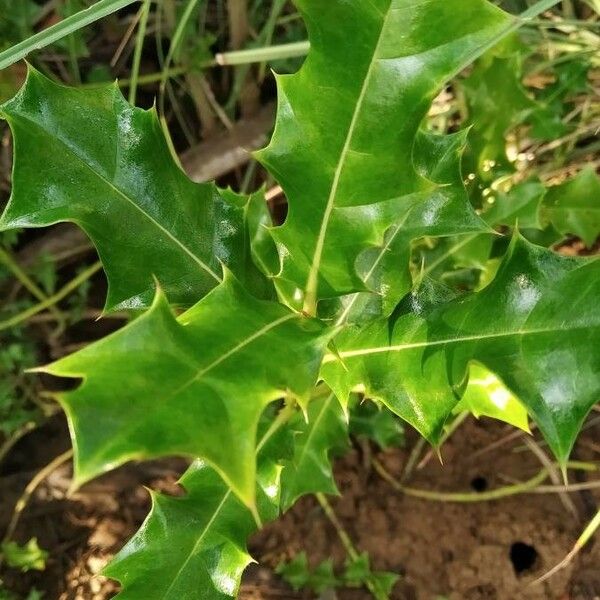 Acanthus ilicifolius Листок