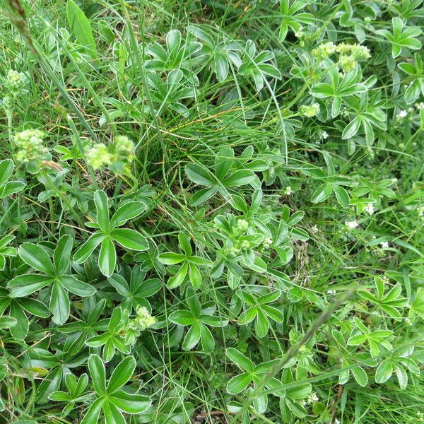 Alchemilla saxatilis Характер