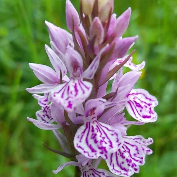 Dactylorhiza fuchsii Flor